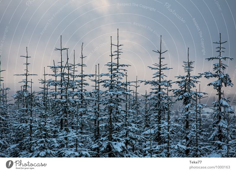 Wintertannen 1 Ferien & Urlaub & Reisen Umwelt Natur Eis Frost Schnee Schneefall Wald ästhetisch Kahler Asten Farbfoto Gedeckte Farben Außenaufnahme
