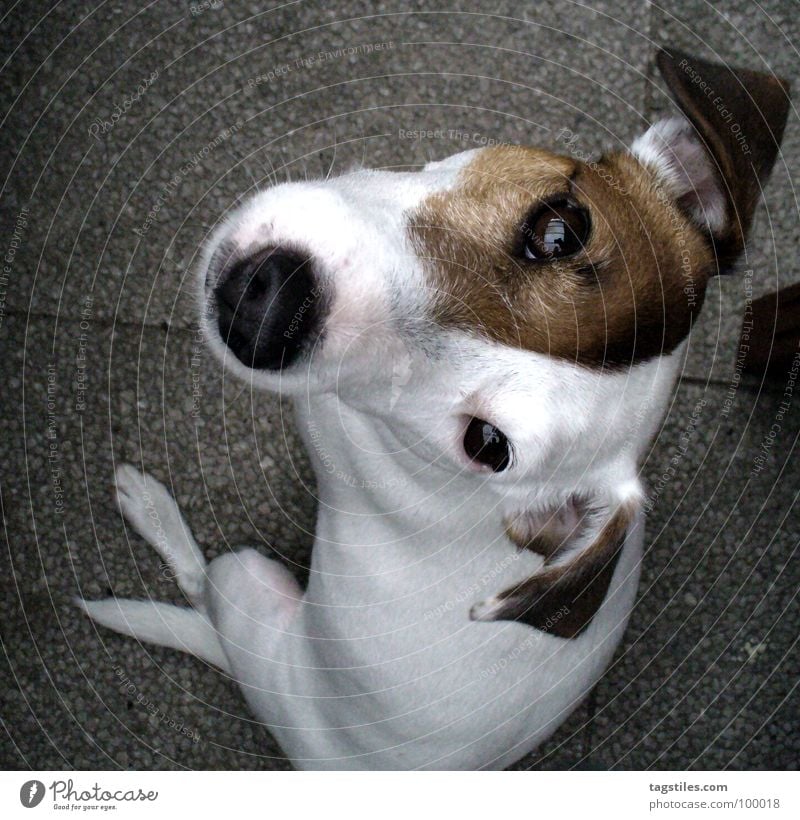 Hyperaktiv in ruhig Aktion Terrier Russell braun weiß Vogelperspektive grau Hund hören Ohr Knopfauge Schnauze Spitzel Metallfeder Vertrauen Säugetier