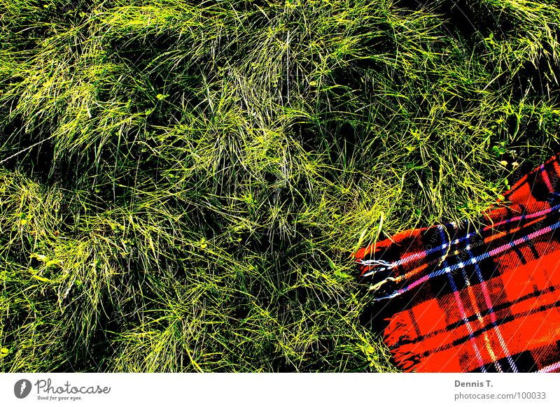 Ein Picknick im Grünen Ernährung Reichtum Freude Freizeit & Hobby Spielen Freiheit Sommer Wellen Tanzen Arbeit & Erwerbstätigkeit Wärme Gras Wiese Streifen