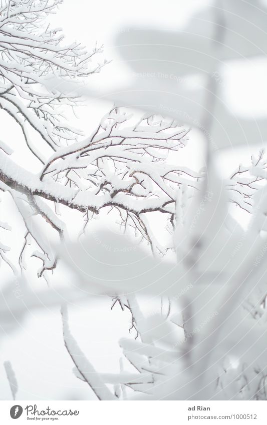snowlines Umwelt Natur Pflanze Tier Winter Nebel Eis Frost Schnee Schneefall Baum Sträucher Grünpflanze Park Wald ästhetisch elegant ruhig stagnierend kalt
