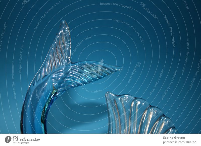 Fischig fischig Tier Meer Schwanz Schwanzflosse Dekoration & Verzierung Wasser Glas Glasfisch blau Zerrbrechlich Schwimmhilfe Scheune Schuppig