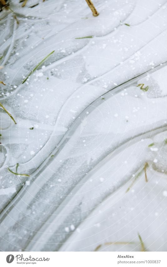 dünnes Eis Umwelt Natur Pflanze Wasser Winter Frost Schnee Gras Eisblumen Eiskristall Riss Spalte Wellen gefroren frieren fest weiß ästhetisch Vergänglichkeit