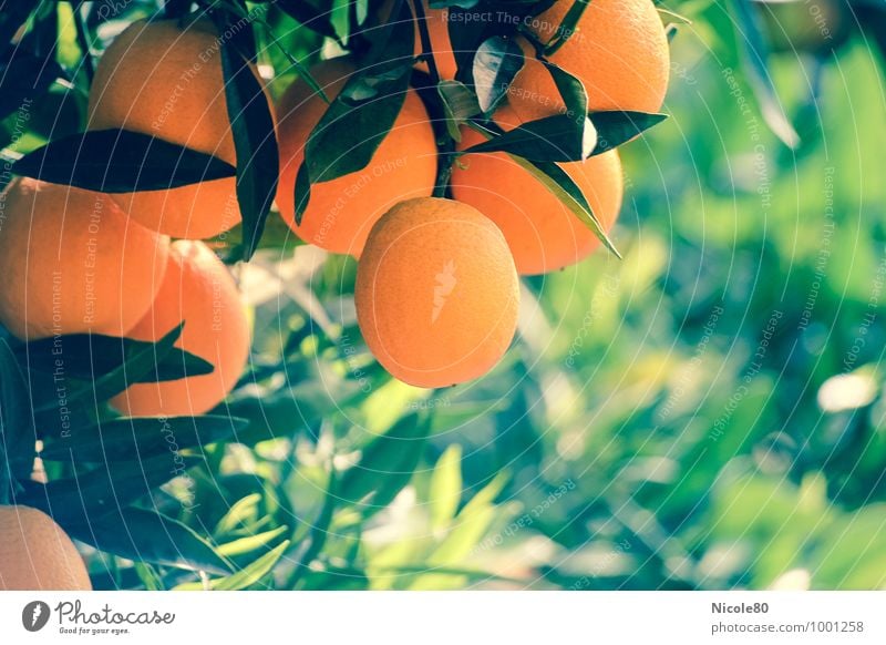 Orangen.Baum Pflanze grün Orangenbaum Zitrusfrüchte Vitamin C mediterran Mallorca Frucht frisch Gesundheit Ernährung Sommer Wärme Wachstum Farbfoto