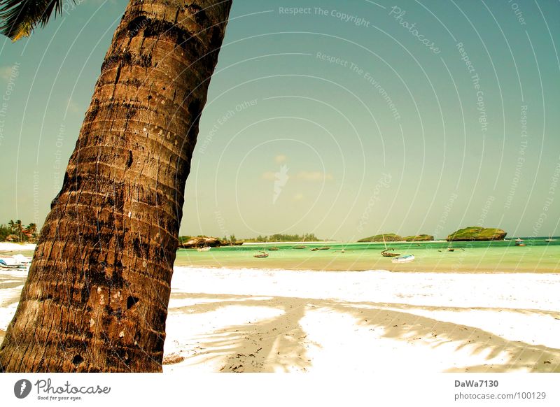 Palmschatten Strand Palme Kokosnuss Ferien & Urlaub & Reisen Erholung Kenia Afrika Küste Freude Sand Sonne