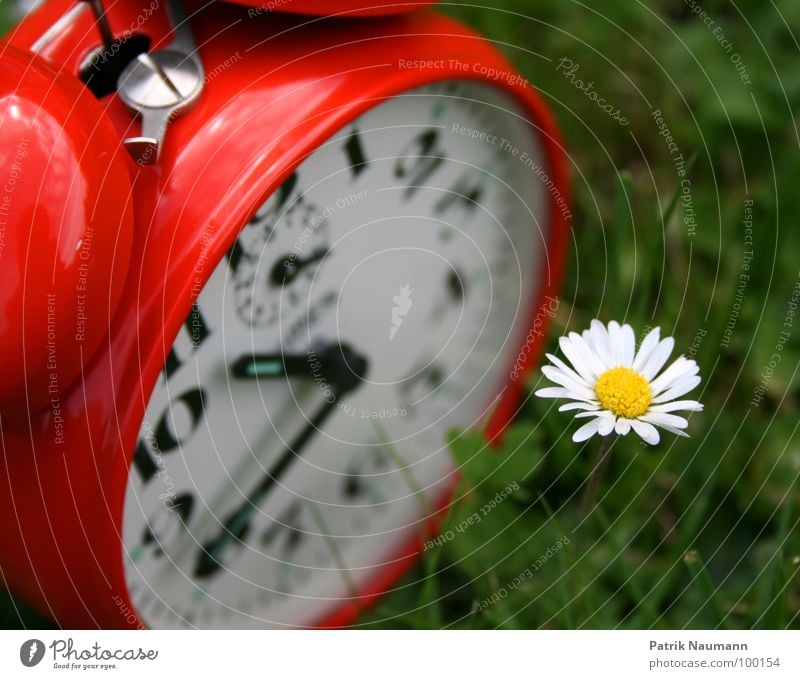 die Blüte der Zeit Wecker Uhr Gras rastlos rot grün Gänseblümchen Blume Pflanze Sommer Uhrenzeiger Ziffern & Zahlen Außenaufnahme