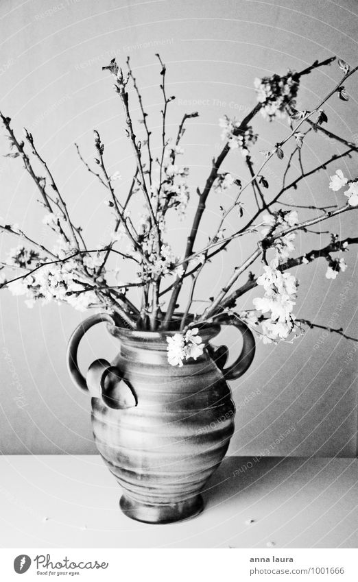 Blumenvase Natur Pflanze Frühling Baum Blüte Grünpflanze Blühend Duft verblüht Wachstum ästhetisch frisch natürlich schön feminin schwarz weiß Stimmung