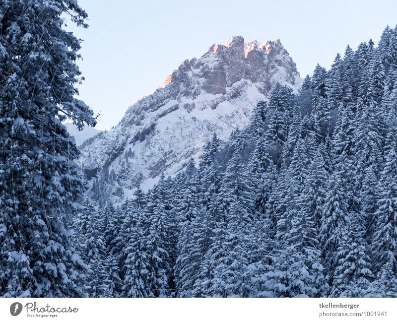 Alpstein im Morgengrauen Plattenbödeli Schneeschuhe Schneefall Baum Wald Berge u. Gebirge Schneebedeckte Gipfel Buchstaben Winter Winterlicht kalt Schweiz Alpen