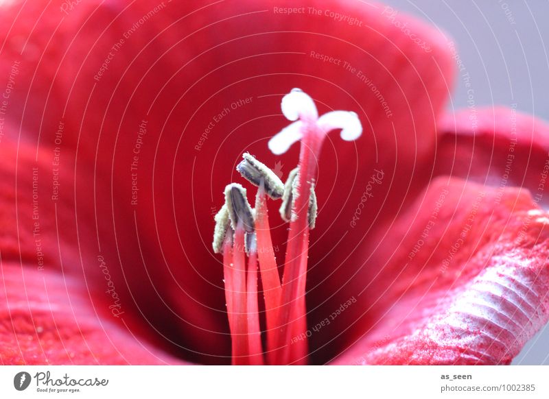 Red temptation Stil schön Wellness Sinnesorgane Valentinstag Natur Pflanze Blume Blüte Blütenblatt Blütenstempel Pollen Amaryllisgewächse Blütenkelch Garten
