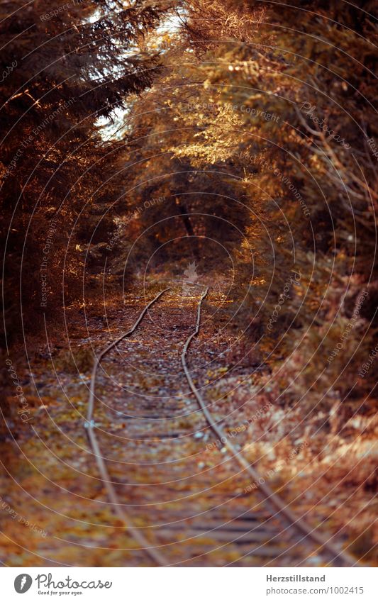 autumn Ausflug Ferne Freiheit wandern Natur Landschaft Erde Herbst Schönes Wetter Wald Farbfoto Außenaufnahme Menschenleer Schwache Tiefenschärfe