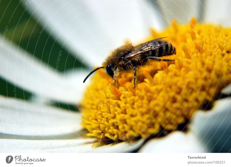 Honierend. Blume Biene Staubfäden gelb weiß mehrfarbig Fühler Beine Nektar Auge Flügel ansammeln 1 Honigbiene Pollen Blütenstempel Menschenleer fleißig