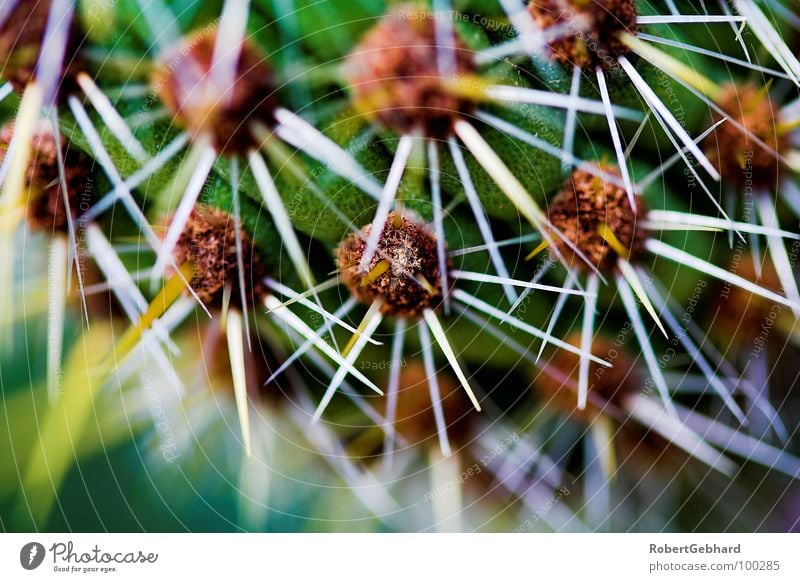 Kaktus 1 Pflanze grün Unschärfe stechen Botanik Makroaufnahme Dorn stachelig Schmerz Park Tiefenschärfe Nahaufnahme Wüste gefährlich Stachel robert gebhard