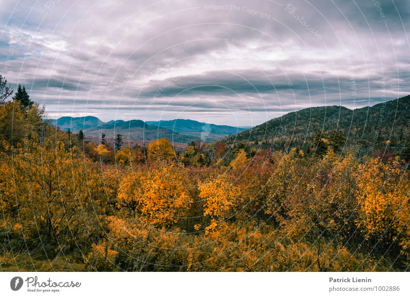 Herbst in New Hampshire Wohlgefühl Zufriedenheit Sinnesorgane Erholung Ferien & Urlaub & Reisen Tourismus Ausflug Abenteuer Ferne Freiheit Umwelt Natur