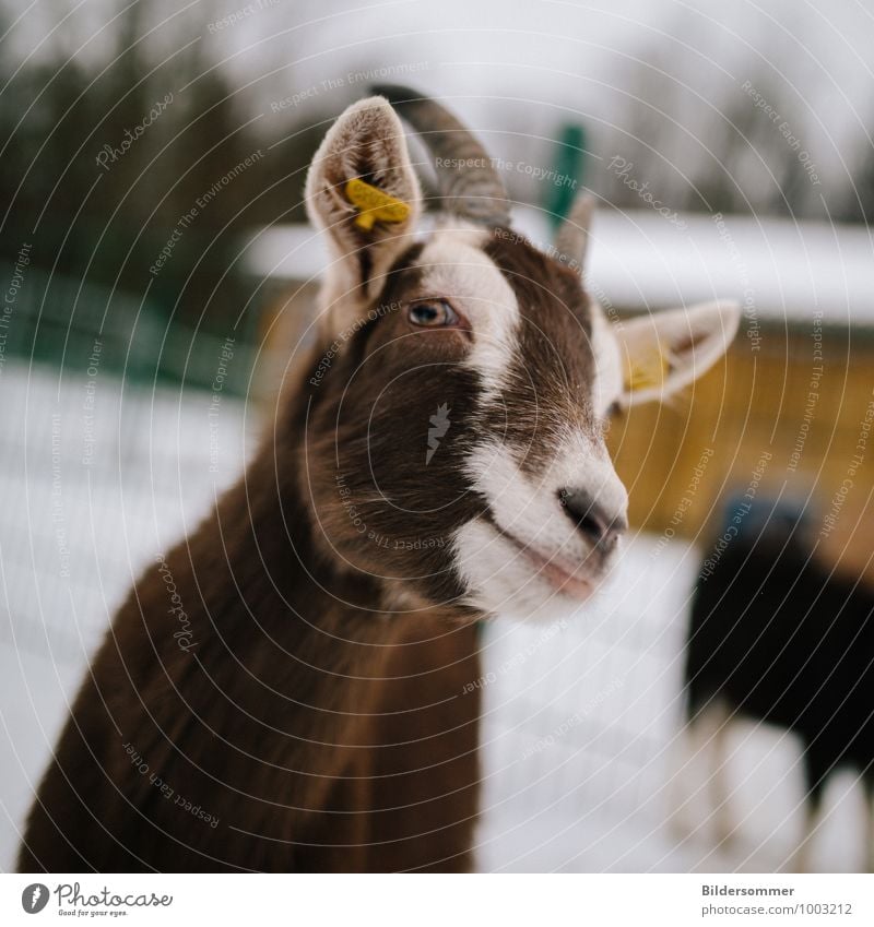 gar nicht zickig Winter Schnee Tier Nutztier Tiergesicht Zoo Streichelzoo Ziegen 1 beobachten füttern Blick Neugier braun weiß Fröhlichkeit Zufriedenheit