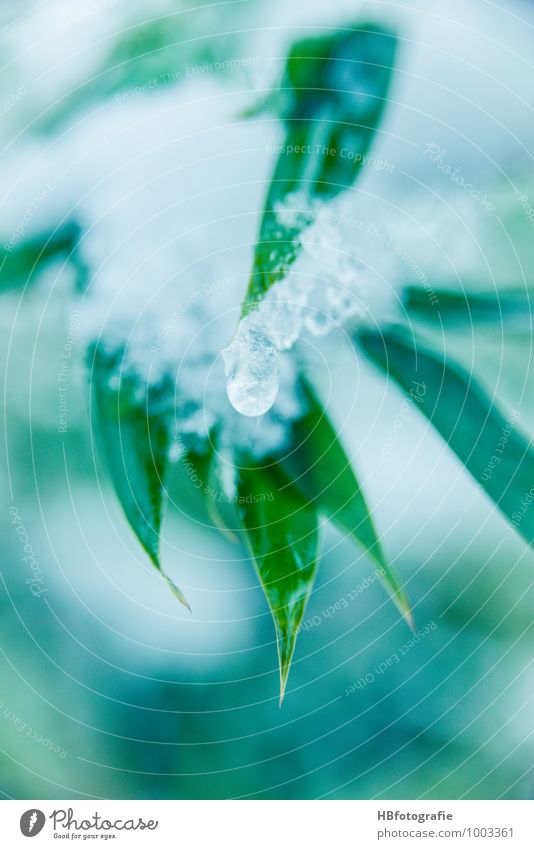 Eis-Bambus Natur Pflanze Wasser Winter Frost Schnee Gras Grünpflanze exotisch frisch kalt grün weiß Tauwetter Wassertropfen tauen gefroren Bambusblatt Farbfoto