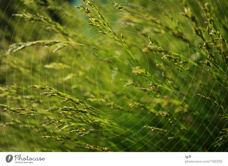 wie grün? Gras Wiese Sommer Frühling springen frisch Makroaufnahme Verlauf dunkel Halm trocken Stroh Ähren Stengel Sonnenlicht Reifezeit gedeihen Wachstum