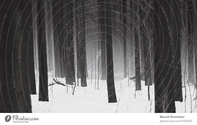 Nebelwald 2 Baum schwarz gruselig grauenvoll Geister u. Gespenster weiß Sträucher Wald Tanne Fichte ruhig Baumrinde Erzgebirge Winter Angst Panik Spuk Schnee
