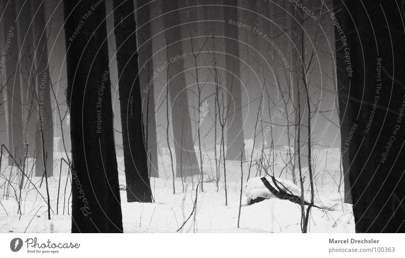 Nebelwald 1 Baum schwarz gruselig grauenvoll Geister u. Gespenster weiß Sträucher Wald Tanne Fichte ruhig Baumrinde Erzgebirge Angst Panik Winter Spuk Schnee