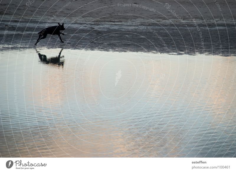 gespiegelter hund Travemünde Tier Hund schwarz 100 Meter Lauf Strukturen & Formen Strand Reflexion & Spiegelung Meer Monochrom einfarbig Ebbe Erholung Säugetier