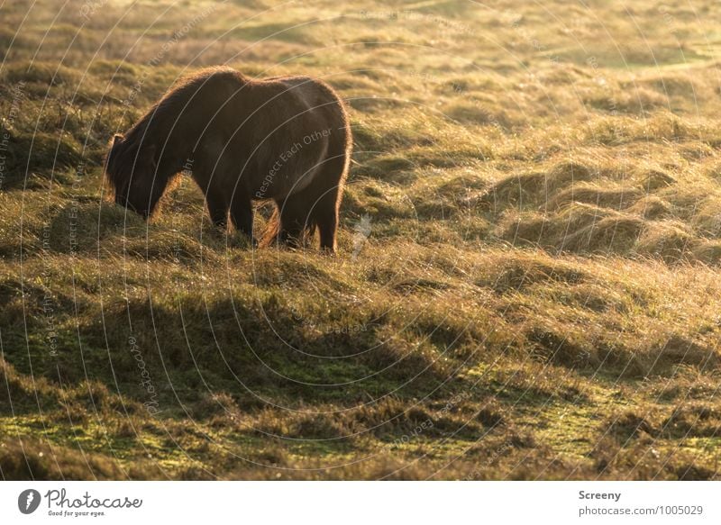 Shetland Pony #1 Natur Landschaft Pflanze Tier Sonne Sonnenaufgang Sonnenuntergang Gras Wiese Dünengras Pferd stehen klein braun grün Gelassenheit geduldig