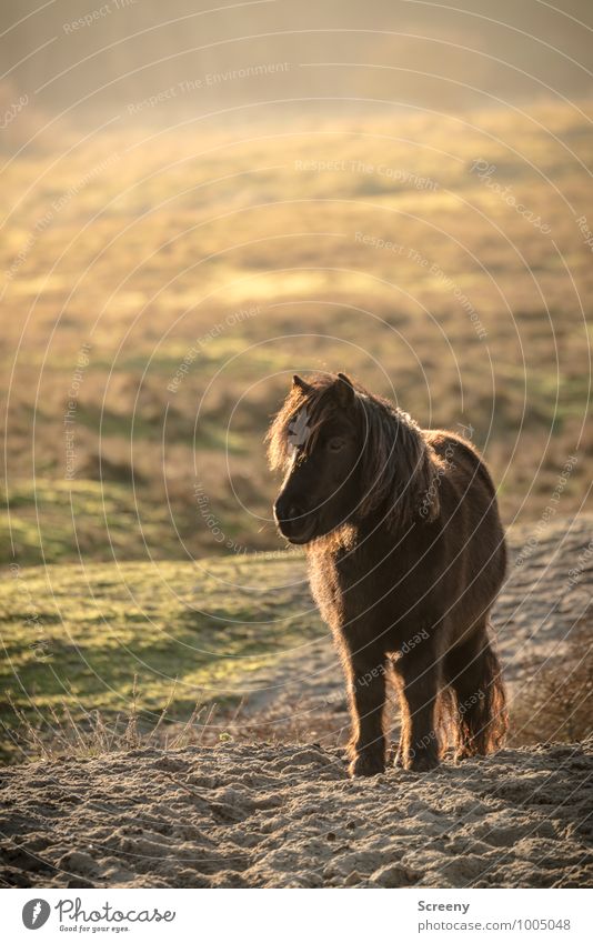 Shetland Pony #3 Natur Landschaft Pflanze Tier Sand Sonne Sonnenaufgang Sonnenuntergang Schönes Wetter Gras Wiese Dünengras Stranddüne Pferd 1 stehen klein
