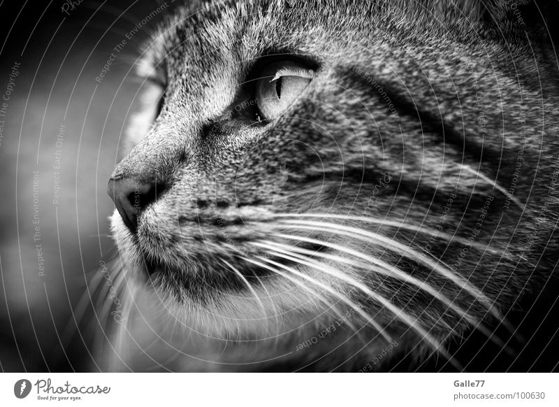 Observation Katze Silhouette Schnurrhaar Säugetier Hauskatze Blick beobachten Profil Katzenauge Auge Momentaufnahme