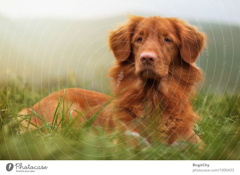 Bagizo Wiese Tier Haustier Hund 1 liegen Nova Scotia Duck Tolling Retriever Farbfoto Gedeckte Farben Außenaufnahme Tierporträt Vorderansicht Blick nach vorn