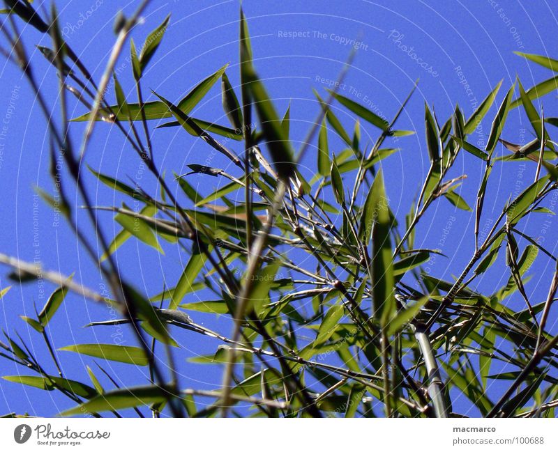 bamboo in the blue sky Japan China Asien Gras Halm Himmel Park verzweigt grün Wachstum Reifezeit Schilfrohr Frühling Umwelt sommerlich saftig Pflanze Botanik