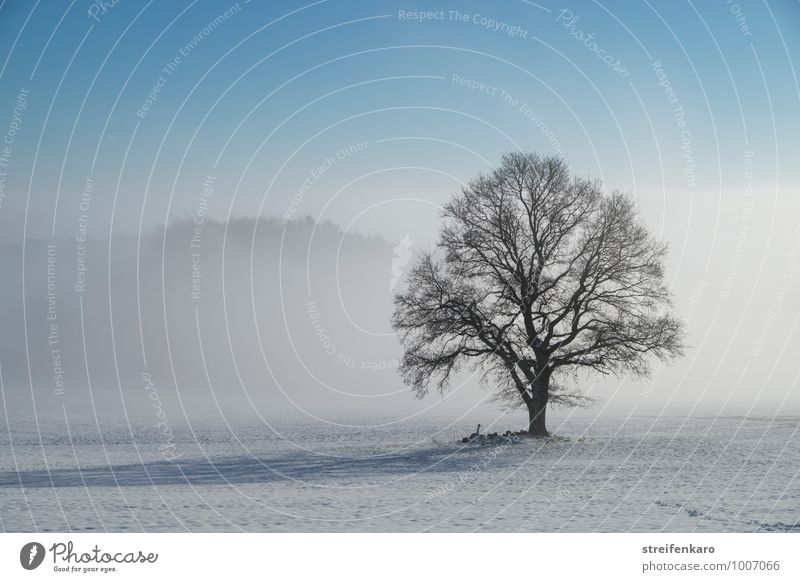 Einzelner Baum auf verschneitem Feld bei Bodennebel und Sonnenschein wandern Landwirtschaft Landschaft Pflanze Winter Schönes Wetter Nebel Schnee Eifel