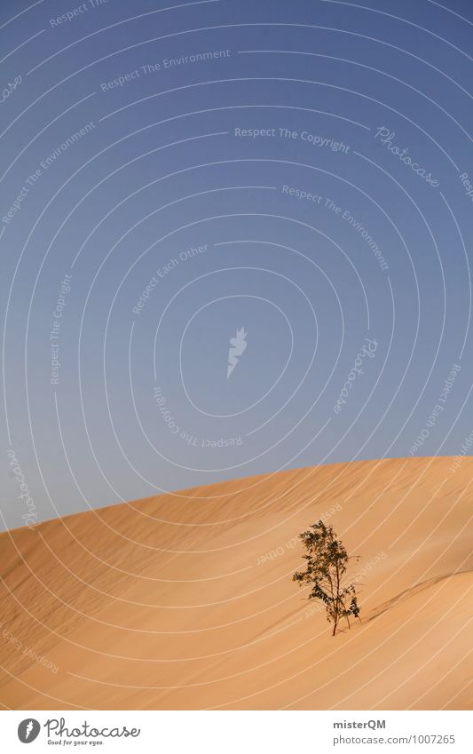 Überlebenskünstler II Kunst ästhetisch Zufriedenheit Wüste Wüstenpflanze Sand Düne Wärme Überlebenskampf Überlebenstraining Blauer Himmel Sommer Sahara