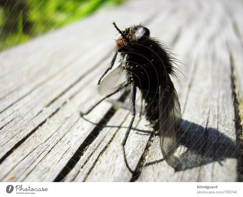 Brundlefliege ]|[ - Still Standing Insekt Biologie Tier Holzmehl Chitin Rüssel Ekel grün braun schwarz grau Hochschullehrer Experiment Fliege Teleportation