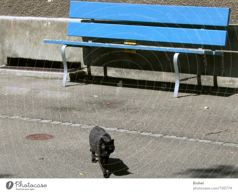 Katzenbank_2 Wand Fensterladen Bürgersteig laufen Säugetier Bank blau Schwarze Katze