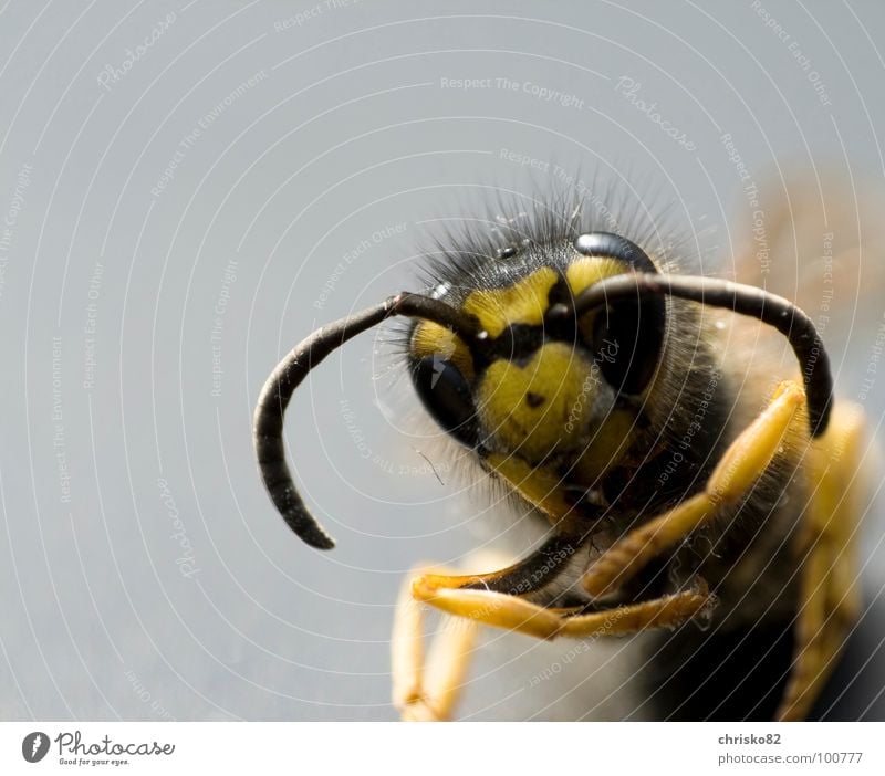 angriffslustig III Fühler Insekt Wespen Hornissen Biene flattern Rückansicht gefährlich Angriff nervig Honig Larve König Wespennest stechen schwarz gelb