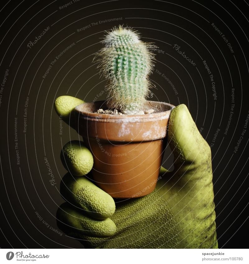Ernte grün Zimmerpflanze stachelig Schmerz schwarz gefährlich Handschuhe Gärtner skurril lustig Freude cactus Stachel weiße Stacheln Wüste