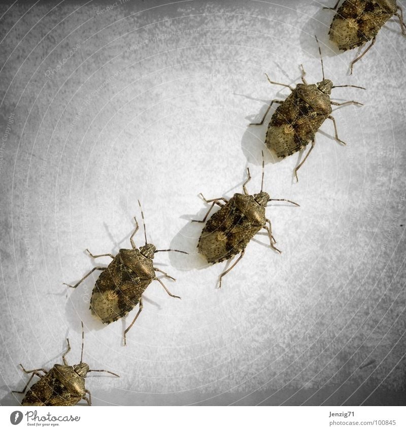 Alle einmal quer durch Bild. Wanze Baumwanze Insekt krabbeln klein winzig Schiffsbug laufen insect 6 Beine Schädlinge Käfer