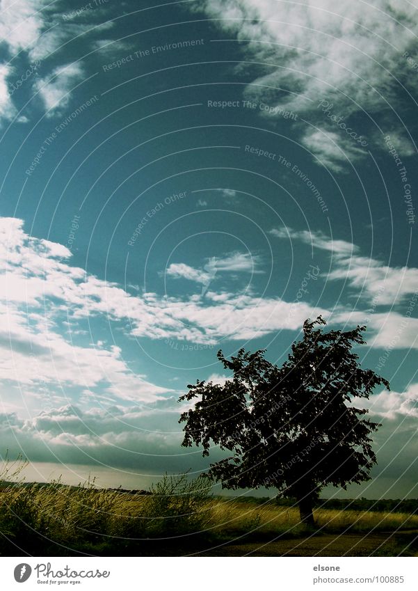 die ruhe vor dem sturm Baum Feld Wolken grün ruhig Stimmung schön Riesa Dresden Sommer Stein Mineralien Kirschbaum siluette siluetta Natur Freiheit blau