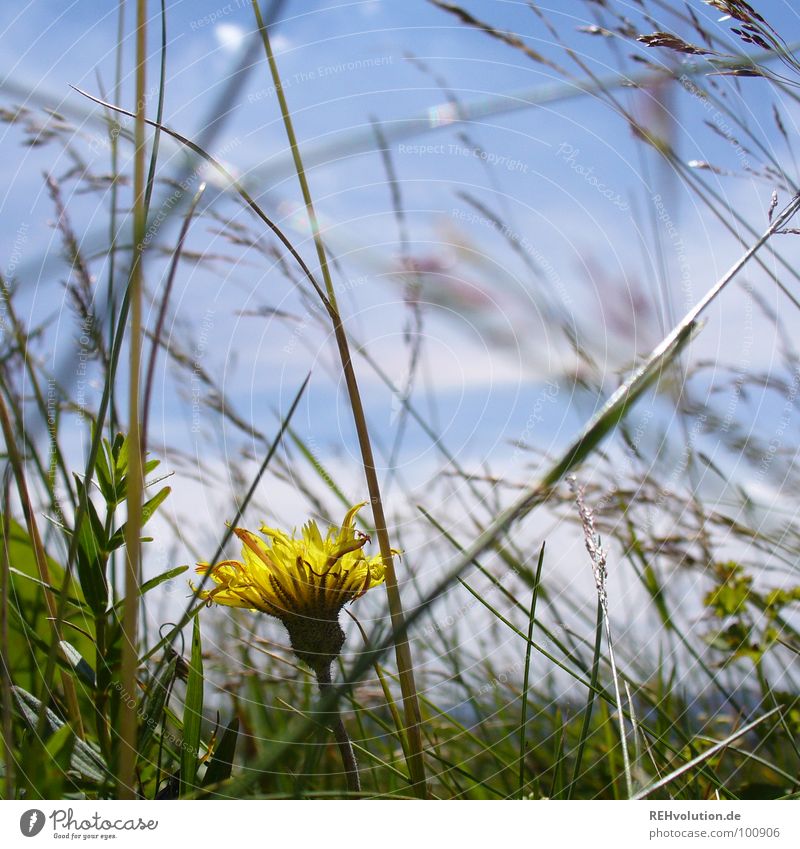 Wiesenschönheit Blume Löwenzahn Halm Gras Einsamkeit gelb Blumenwiese Sommer Wachstum Blüte grün Berge u. Gebirge Himmel Graffiti blau verstecken geheimnisvoll