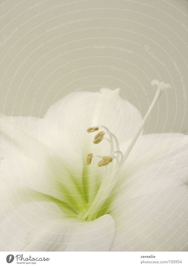 amaryllis Amaryllisgewächse Blume weiß Makroaufnahme beige Ton-in-Ton harmonisch Blüte Pflanze Blütenkelch Pastellton Nahaufnahme Stempel Samen hell Anmut
