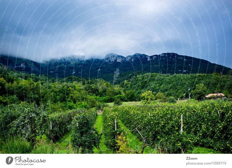 Südtirol Natur Landschaft Gewitterwolken Sommer Klima Wetter Schönes Wetter Sträucher Wein Alpen Berge u. Gebirge bedrohlich frisch kalt nachhaltig Idylle