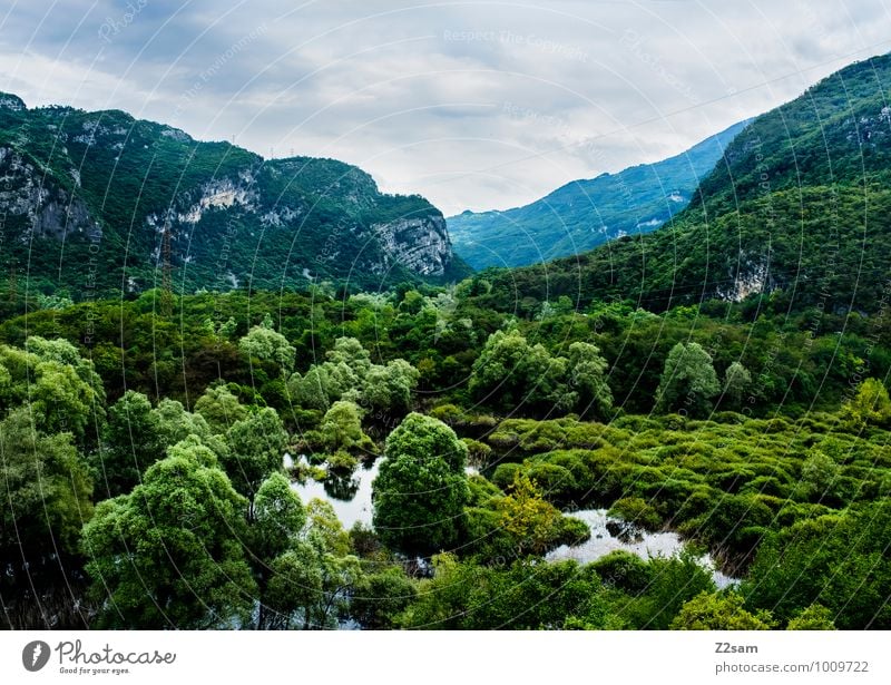 Biotop am Gardasee Umwelt Natur Landschaft Wasser Himmel Wolken schlechtes Wetter Pflanze Baum Sträucher Wald Alpen Berge u. Gebirge See Fluss exotisch frisch