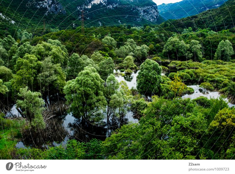Italienischer Regenwald Umwelt Natur Landschaft Sommer Pflanze Baum Sträucher Alpen Berge u. Gebirge Schlucht Moor Sumpf See gigantisch nachhaltig natürlich