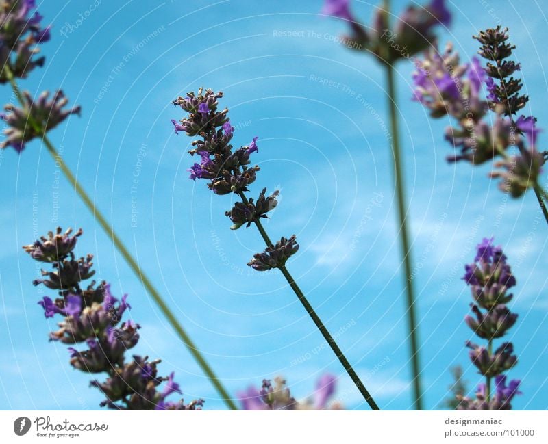 Li La Vendel Lavendel Wolken Halm Unschärfe Froschperspektive hell-blau Gras ökologisch rein Feld luftig Biene Blume violett Hummel Sammlung Suche grün Blüte