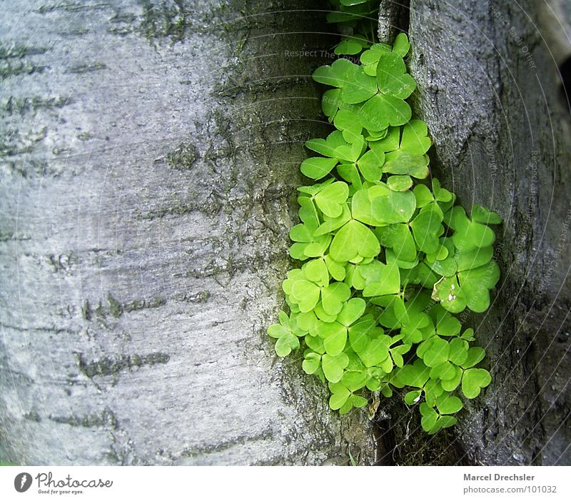 Sauerklee in der Furche Klee grün Baum Baumrinde Zwischenraum grau Pflanze Frühling schön Raum Spalte Natur Glück optimistisch Otimismus