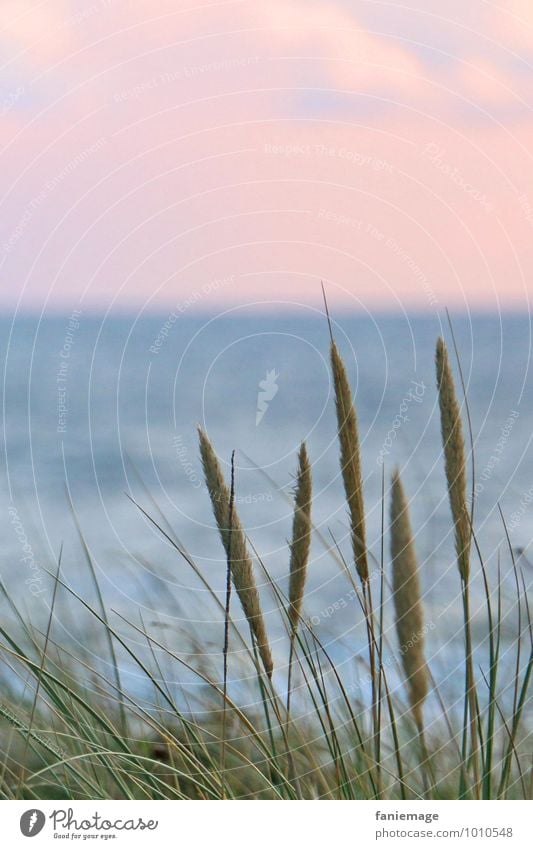 Schilf an der Düne Umwelt Natur Pflanze Wasser Sonnenaufgang Sonnenuntergang Sommer Gras Küste Strand Nordsee Meer natürlich schön blau grün rosa Egmond
