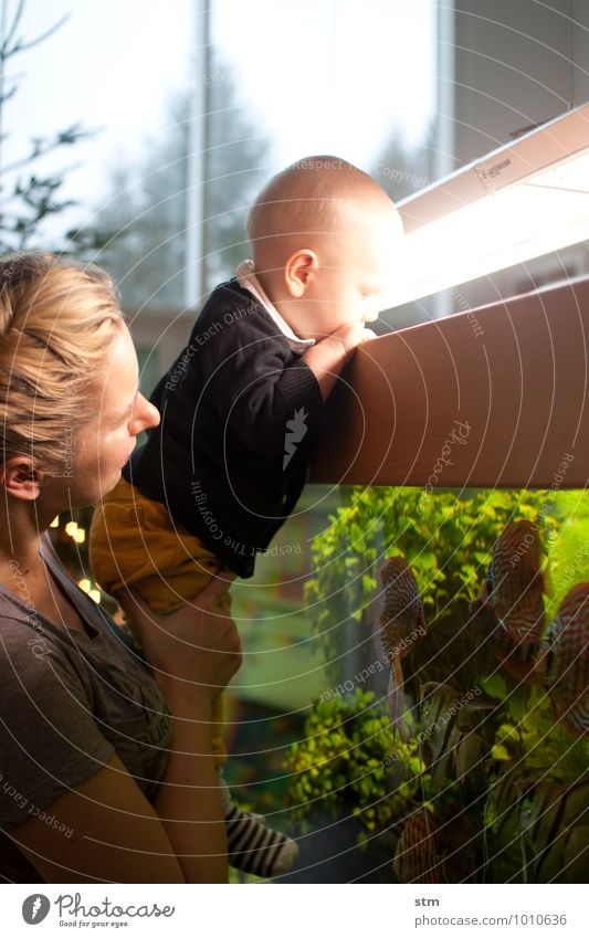 Kind schaut neugierig ins Aquarium Häusliches Leben Wohnung Lampe Baby Frau Erwachsene Eltern Mutter Familie & Verwandtschaft Kindheit 2 Mensch 0-12 Monate