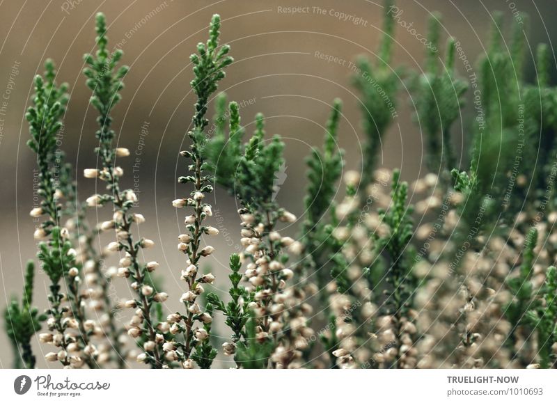 Schneeheide (erica carnea) 3 Natur Landschaft Pflanze Sträucher Grünpflanze Wildpflanze Topfpflanze Winterheide Heidekrautgewächse Garten ästhetisch