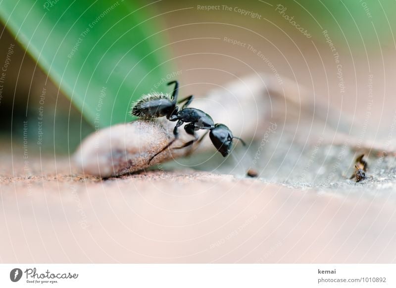Über Stock und Stein Umwelt Wildtier Ameise Insekt 1 Tier gehen außergewöhnlich gigantisch glänzend groß grün schwarz krabbeln Farbfoto Gedeckte Farben