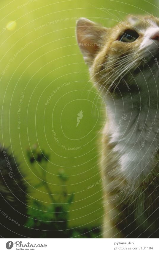 Grün hinter den Ohren grün Katze Sessel Tier Fell Pflanze weiß Säugetier Garten D80 Nikon orange Statue kleine Katze