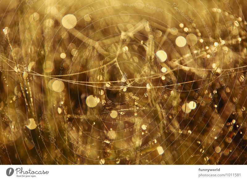 Gold Natur Pflanze Regen Wärme Gras Wiese glänzend Spinnennetz Tropfen Kreis fein zart Hintergrundbild gold Kitsch Glück Lebensfreude geheimnisvoll Surrealismus
