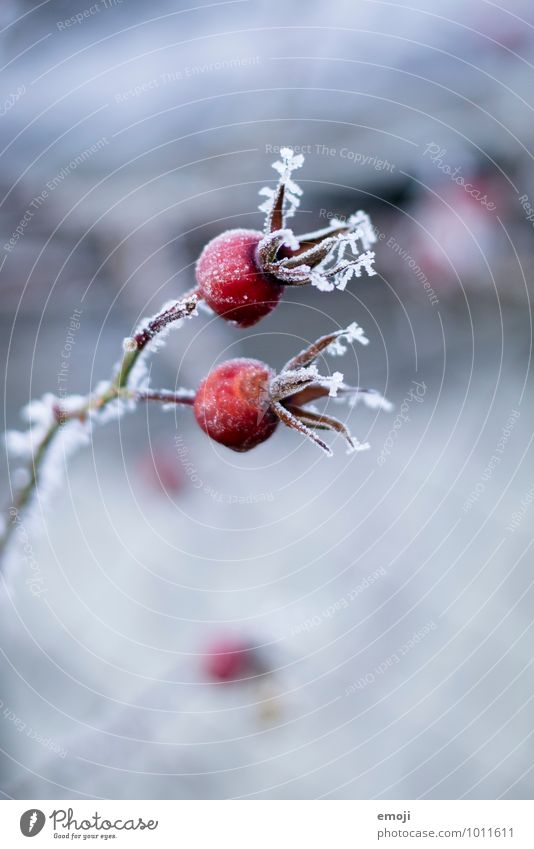 Hagebutte Umwelt Natur Landschaft Pflanze Winter Eis Frost Schnee Blume kalt natürlich blau rot Hagebutten Farbfoto Außenaufnahme Nahaufnahme Makroaufnahme
