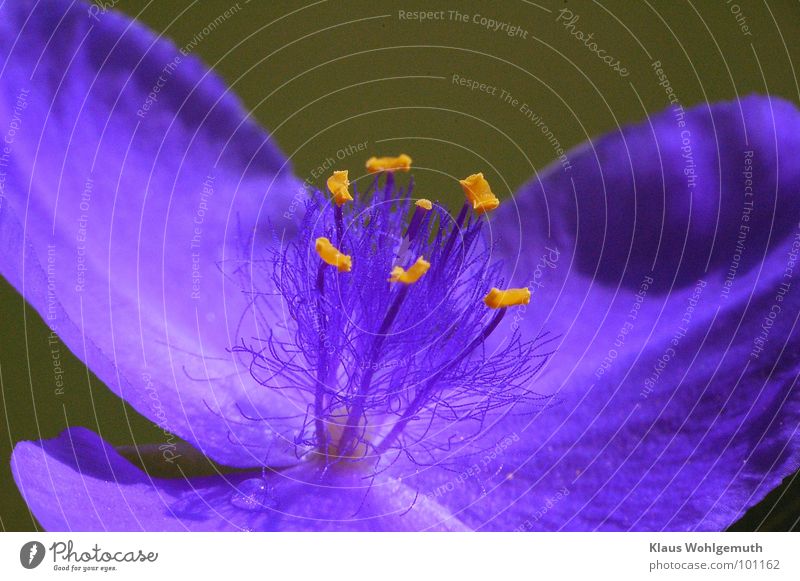 Blüte einer Tradeskantie in blau, mit gelbem Pollen Kontrast Staubfäden Makroaufnahme schön Zierpflanze Frühling Sommer harmonisch duftig Pflanze Nahaufnahme